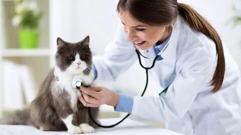 Hospital Veterinario Solo Para Gatos